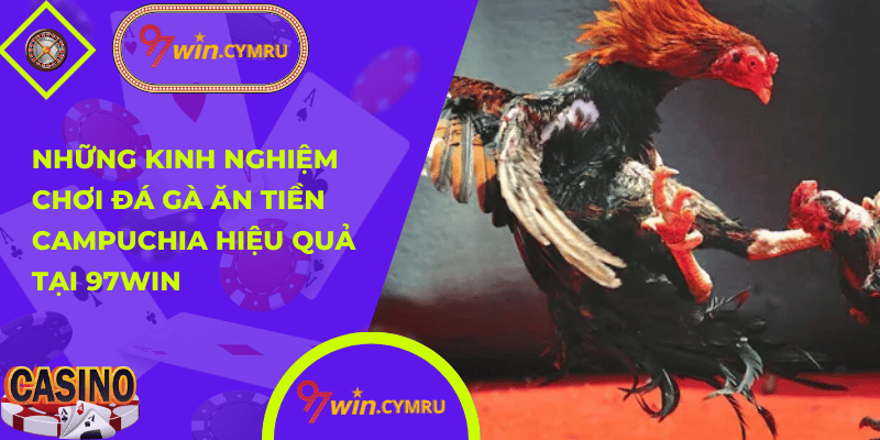 Đá Gà Ăn Tiền Campuchia 02